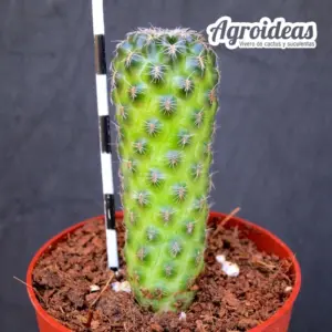 Sulcorebutia ressiana LAU953