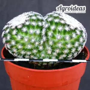 Mammillaria hermosana "Selección"