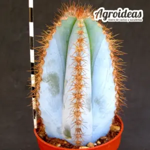 Pilosocereus magnificus cv. "Super Blue"