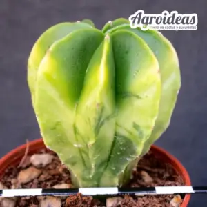 Astrophytum nudum var. multicostatum «variegata»