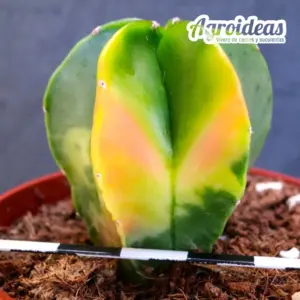 Astrophytum myriostigma «Tricolor» nudum