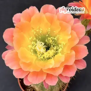 Trichocereus "Apricot Glow"