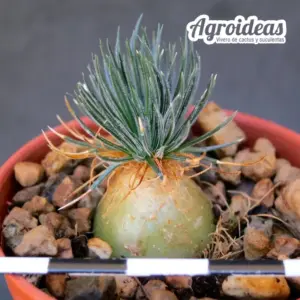 Ornithogalum sardienii