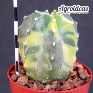 Echinocereus subinermis «variegata»