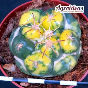 Coryphantha elephantidens «variegata»