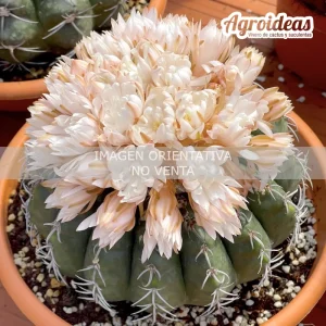Discocactus placentiformis