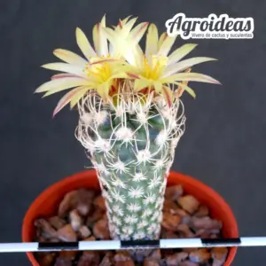 Turbinicarpus krainzianus var. minimus