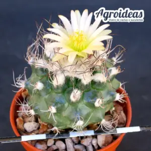 Turbinicarpus lausseri