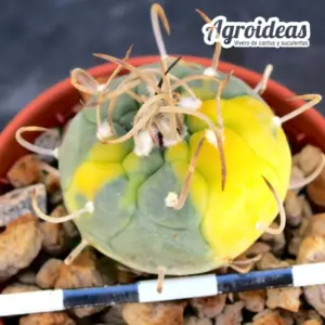 Turbinicarpus polaski, La Bonita "Variegata"
