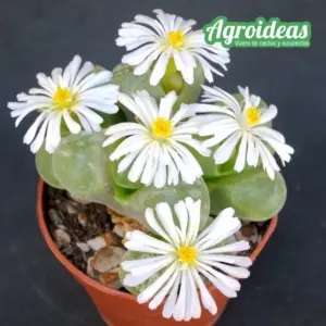 Ophthalmophyllum longum SH639