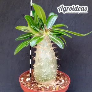 Pachypodium cactipes "Ejemplar"