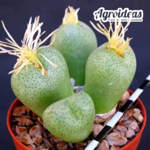 Conophytum truncatum var. subglobosum