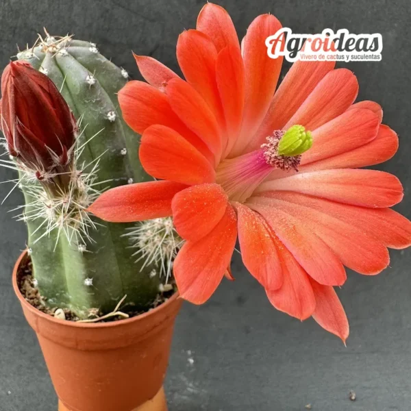 Echinocereus cv. Sylvana "Ex. Agroideas"