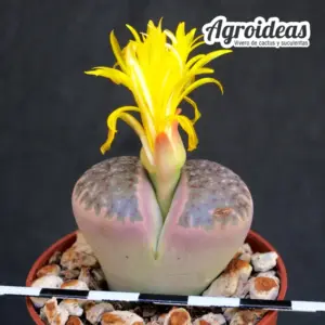 Lithops bromfieldii v. glaudinae "Rubroroseus"
