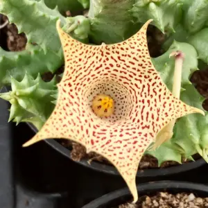 Huernia "Hallii PVB3529"