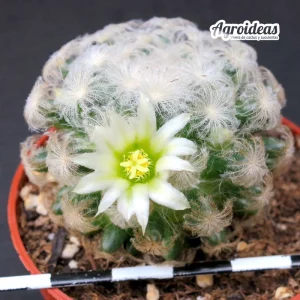 Mammillaria plumosa