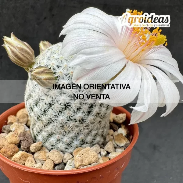 Mammillaria herrerae "albiflora"