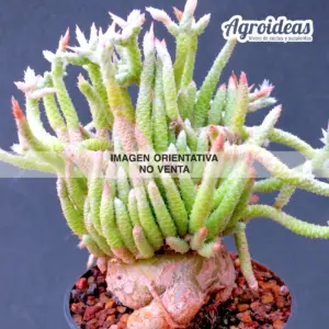 Avonia vespertina