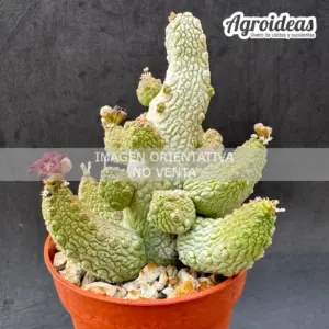 Pseudolithos mccoyi X migiurthinus