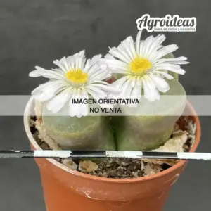 Ophthalmophyllum friedrichiae