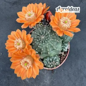 Echinocereus cv. hipólito (Ex. Agroideas)