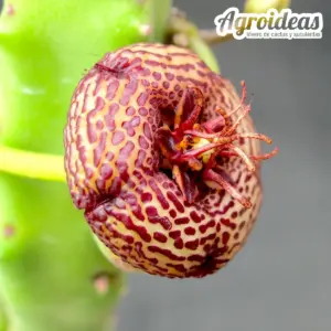 Tromotriche engleriana X Orbea albocastanea