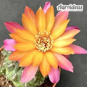Sulcorebutia steinbachii v. steinbachii, Parque Tunari