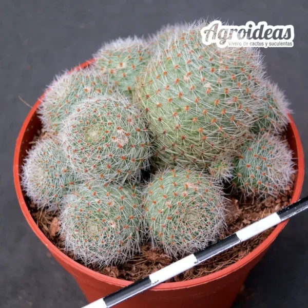 Rebutia "Sunrise" - Imagen 2