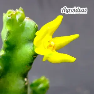 Caralluma quadrangularis