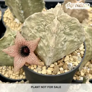 White-sloanea crassa "Dragon-skin"