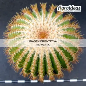 Uebelmannia pectinifera ssp. flavispina