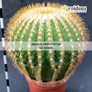 Uebelmannia pectinifera ssp. flavispina