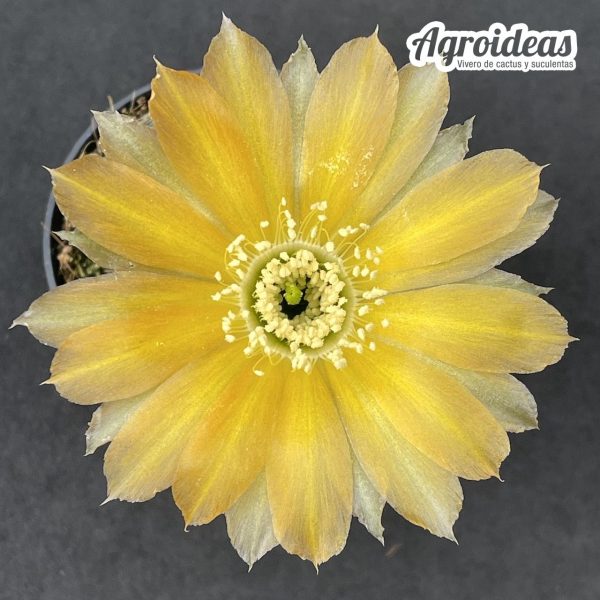 Lobivia sublimiflora - Imagen 2