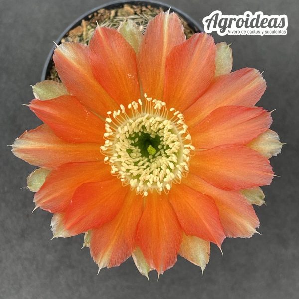 Lobivia sublimiflora - Imagen 4