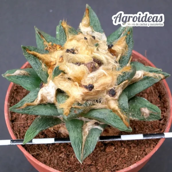 Ariocarpus retusus X fissuratus var. bravoanus "9 años"