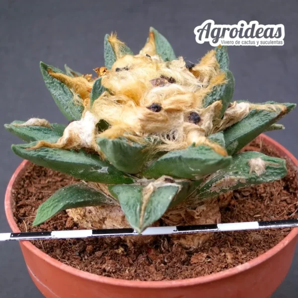 Ariocarpus retusus X fissuratus var. bravoanus "9 años" - Imagen 2