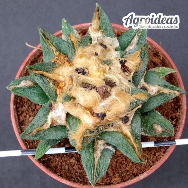 Ariocarpus retusus X fissuratus var. bravoanus "9 años" - Imagen 3