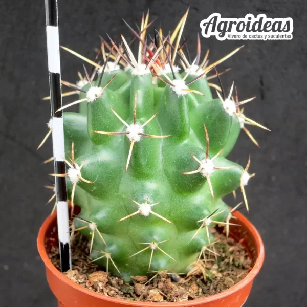 Echinocereus fendleri var. kuenzleri