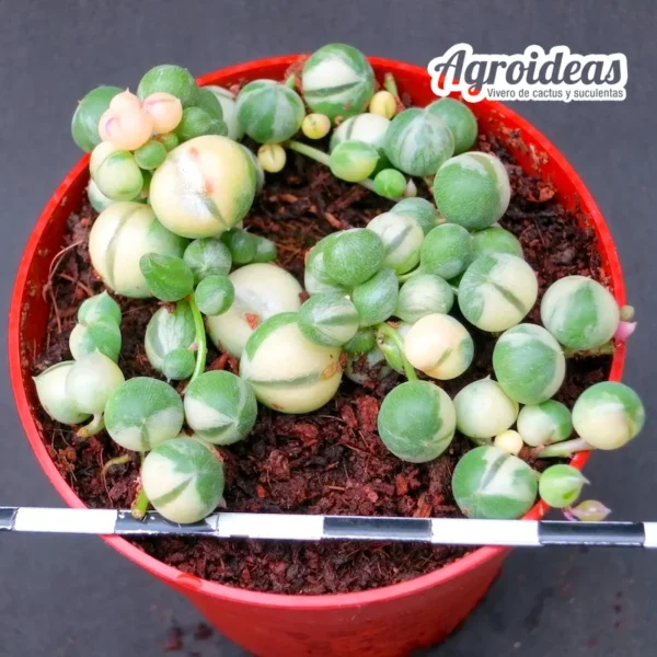 Senecio rowleyanus "variegata"