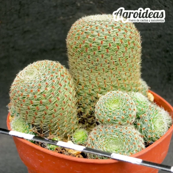 Rebutia "Dark maiden" - Imagen 2