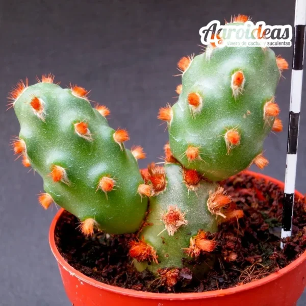 Tephrocactus molinensis KFF 1306 ORANGE GLOCHIDIA