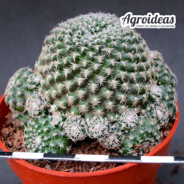 Rebutia condorensis - Imagen 2