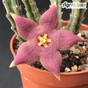 Stapelia divaricata