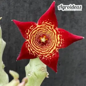 Caralluma socotrana x Frerea indica