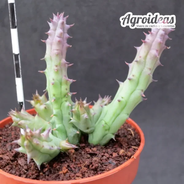 Huernia hystrix ssp. parvula - Imagen 2