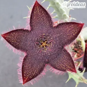 Tridentea gemmiflora