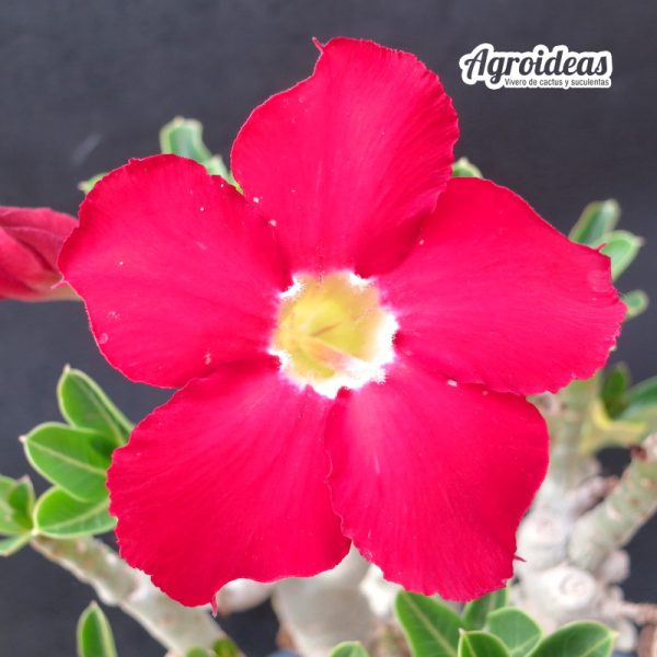 Adenium obesum "Flor roja"