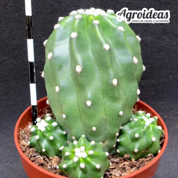 Echinocereus triglochidiatus v. inermis - Imagen 2