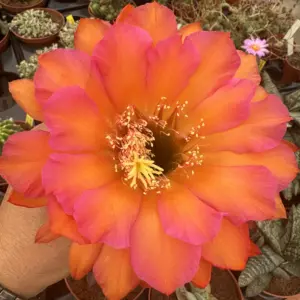 Trichocereus cv. "Clarice" Ex. Agroideas