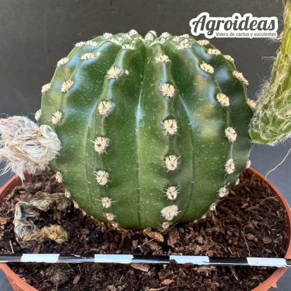 Echinopsis subdenudata - Imagen 2